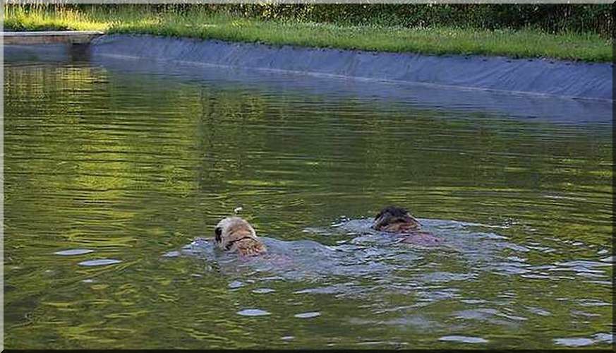 CocoSchwimmen41.jpg