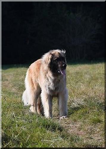 DSC_0943a1.jpg