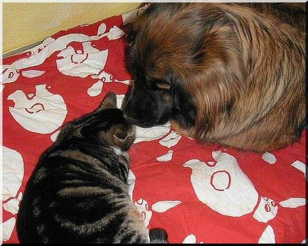 cat1.jpg