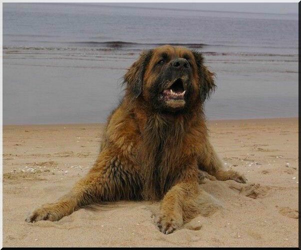 sand1.jpg