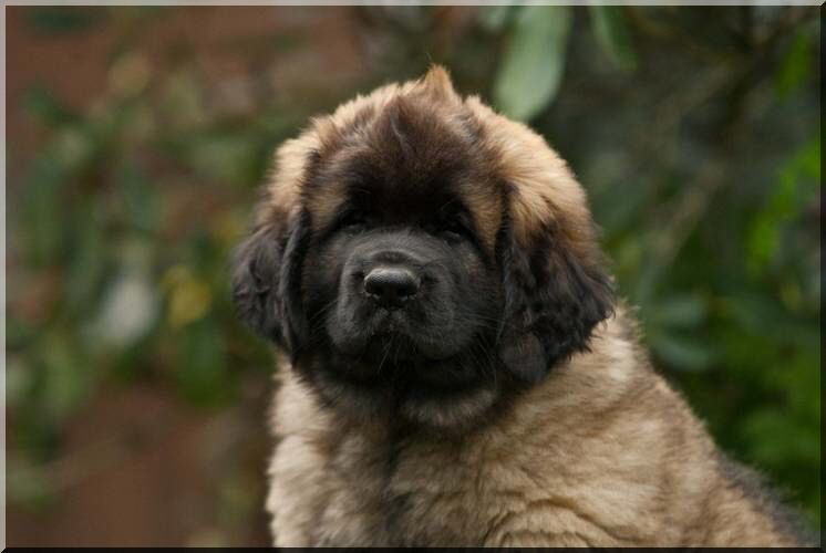 Coco.jpg